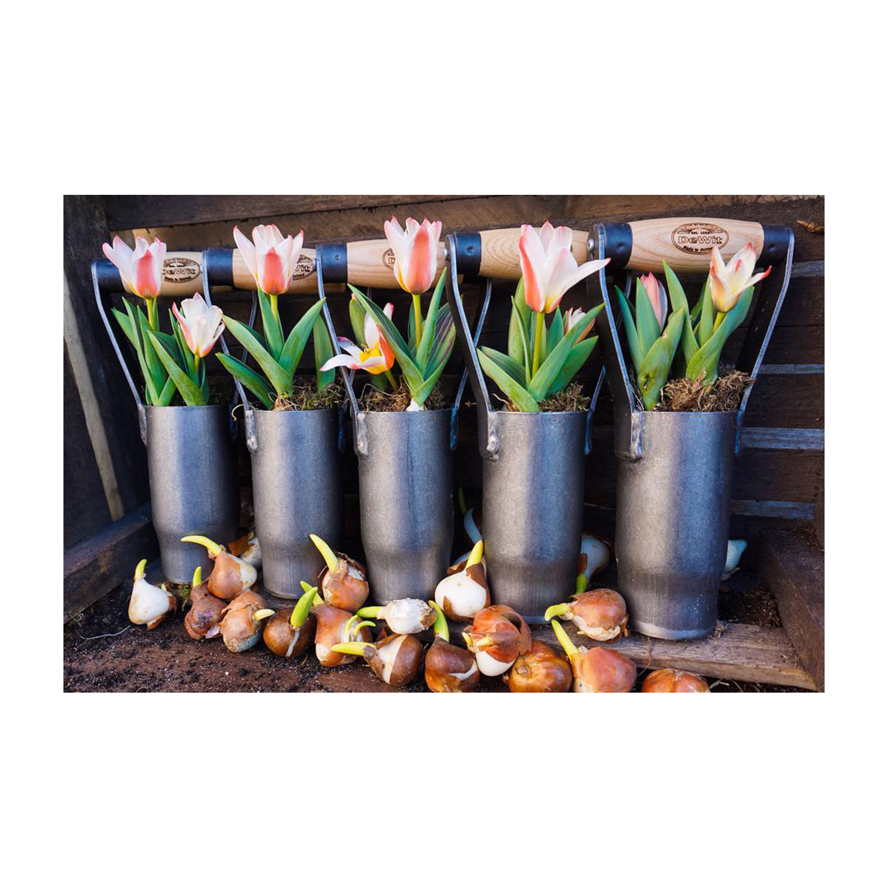 DeWit Planter - British Bulb